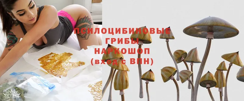 Галлюциногенные грибы MAGIC MUSHROOMS  Торопец 